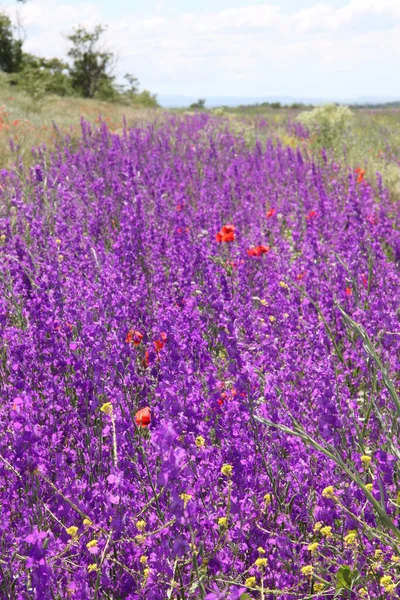 Lavendelfeld Sommer Blühende Felder — Stockfoto