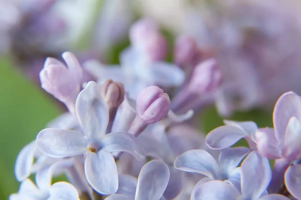 lilac branch. lilac flowers on the branch. lilac little lilac flowers