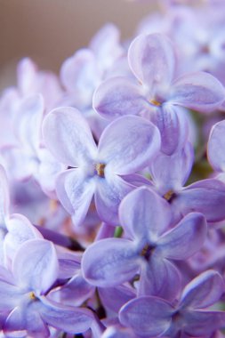 Koyu arkaplanda leylak çiçeği var. Lacivert sudaki Macro leylak dalı. Çalı Çiçekleri Alçak Anahtar 'da. Mor bahar şırınga çiçeği. Güzel bir demet bahar leylağı. Seçici odak.