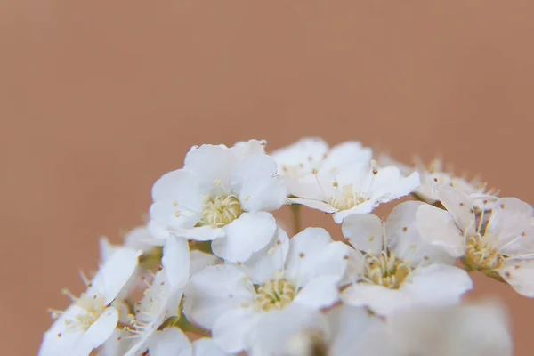 Schöne Blumen, Pfingstrosen. Bouquet von rosa Pfingstrose Hintergrund — Stockfoto