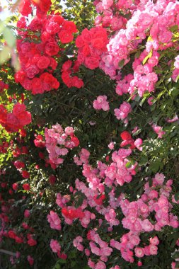 Şakayık çiçekleri, şakayık bahçesindeki bulanık şakayık çiçeklerin arka planında açar.