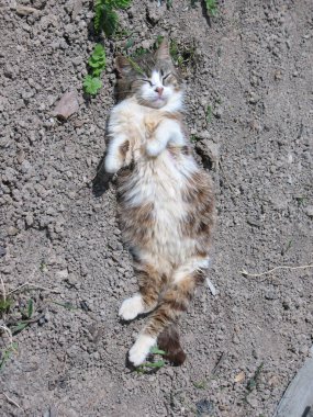Güzel kediye yaklaş Tembel kedi ve sokakta yerde yat