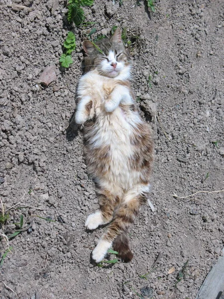 Närbild Vacker Katt Lat Och Liggande Golvet Gatan — Stockfoto