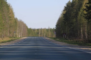 Büyük yeşil bir ormanın içinden dümdüz, sisli bir yol.