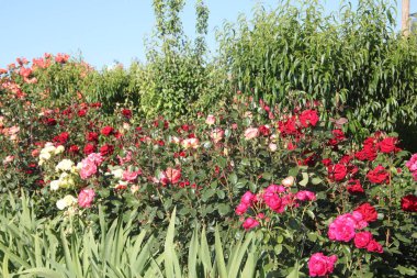Kırmızı gül Kokteyl tek çiçekli çalı gülü. Kırmızı, pembe ve sarı rosa kokteyli veya Meimick çalı gülleri