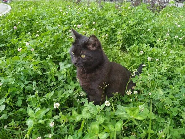 绿草丛中的黑色孟买猫 — 图库照片