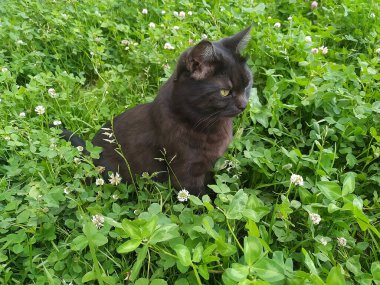 İngiltere 'nin arka bahçesindeki çimlerin üzerinde siyah bir kediye yaklaş.