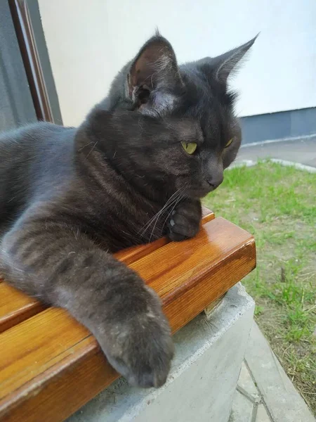 Retrato Hermoso Gato Negro Casa —  Fotos de Stock