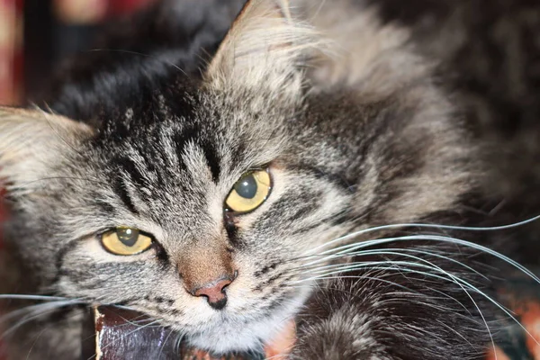 A cute adult short-haired gray house cat with bright green eyes, lying peacefully on the carpet, looking at the camera and squinting. Pleased and lazy mood. Close up footage.