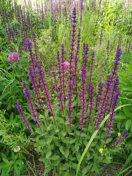 Lavendelblüte Aus Nächster Nähe Auf Einem Feld Der Provence Vor — Stockfoto