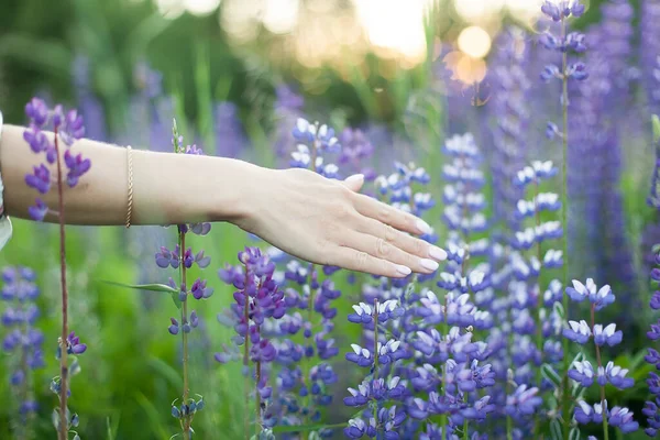 Frau Berührt Lupinenblumen Hand — Stockfoto