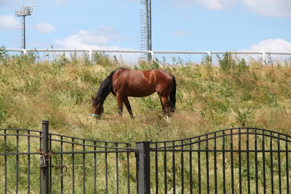 空に対する花畑に長い馬と赤い馬 — ストック写真