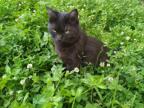 Cat Looking Black Alley Cat Μόνη Γάτα Φύση — Φωτογραφία Αρχείου