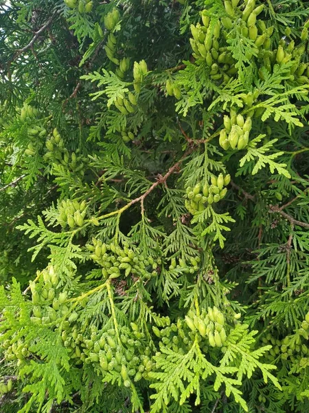 Ramas Árboles Navidad Antecedentes Rama Verde Del Abeto Rama Joven — Foto de Stock