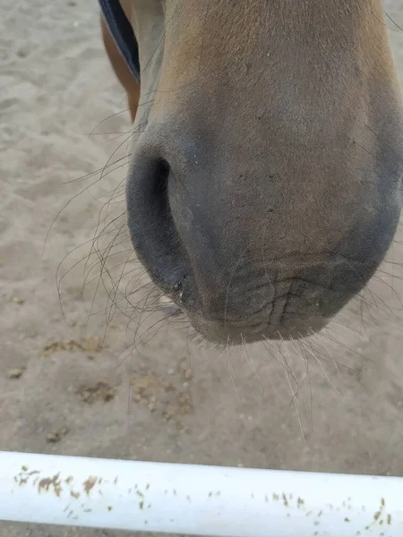 カメラを覗き込む馬の鼻 — ストック写真