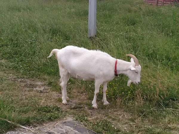 Beyaz Bir Keçi Otlakta Otluyor — Stok fotoğraf