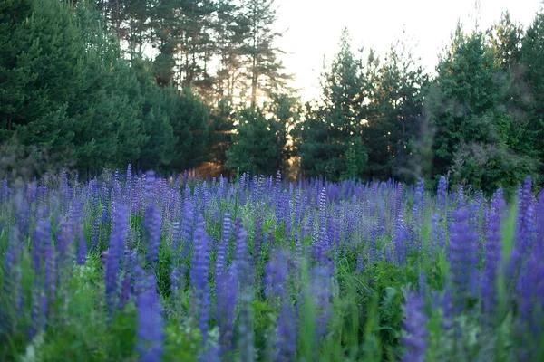 Ein Feld Von Lupinen Violette Und Rosa Lupine Auf Der — Stockfoto