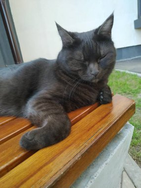 Kedi siyahtır ama gözleri sarıdır. Kedinin nedeni ve güzelliği.