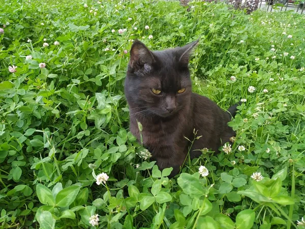 Gato Preto Mas Olhos São Amarelos Causa Beleza Gato — Fotografia de Stock