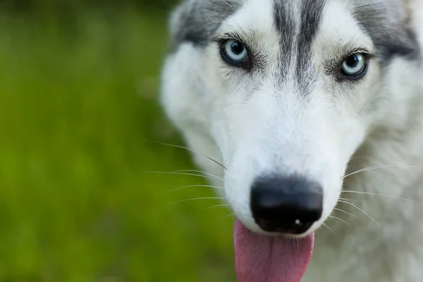 Bozal Perro Color Gris Raza Husky Siberiano Con Lengua Colgando — Foto de Stock