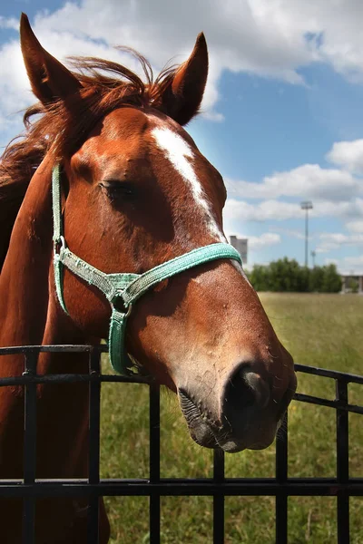 若い馬の頭を閉じると 好奇心動物馬の頭 面白い馬 — ストック写真