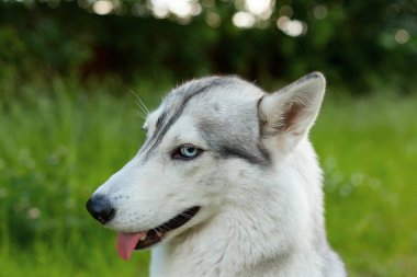 Evdeki sevimli komik Sibirya Husky köpeği. Genç, güzel, komik, iri bir köpeğin portresi..
