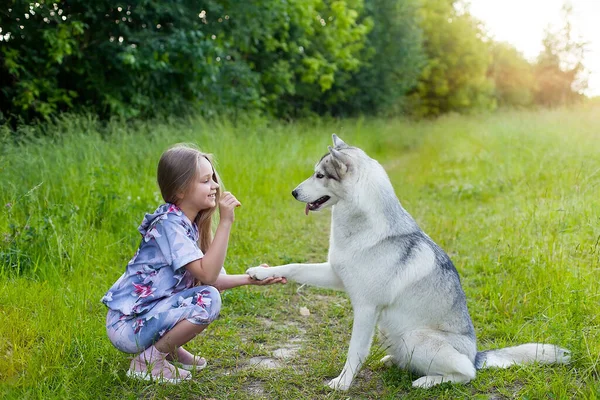 Little Girl Plays Husky Dog Gives Paw Girl — Stock Photo, Image