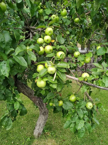 Зеленые яблоки на ветке готовы к сбору, на открытом воздухе, избирательный фокус. — стоковое фото