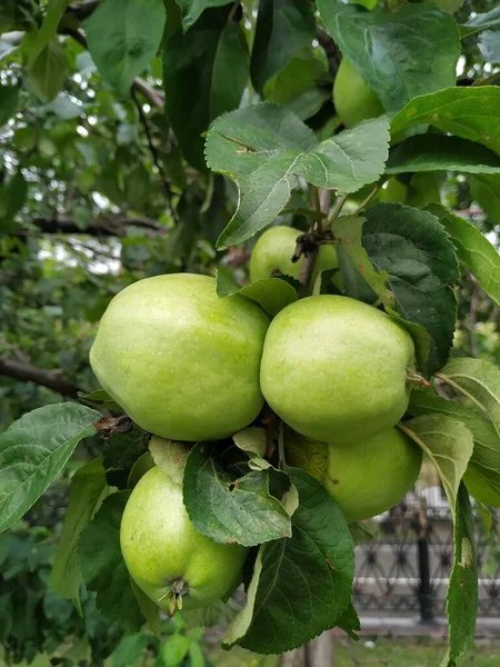 Зеленые яблоки на ветке готовы к сбору, на открытом воздухе, избирательный фокус. — стоковое фото