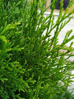 Genç çam dalı. Yeni yıl teması