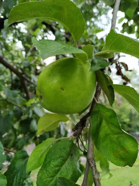 Nærme Seg Biologisk Økologisk Grønt Epler Som Vokser Grenene Epletre – stockfoto
