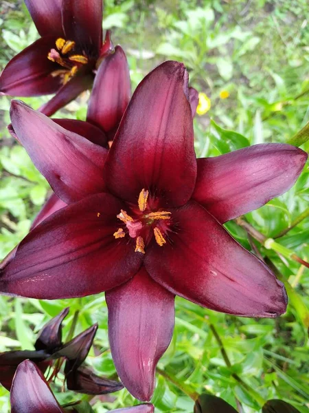 Lis Rouge Fleurit Printemps Dans Jardin Grande Fleur Lys Rouge — Photo