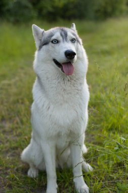 Sibirya Husky 'si Parktaki yeşil çimlerde oturuyor