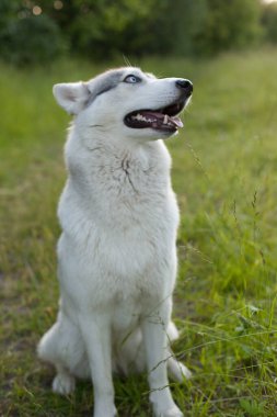 Husky portresi. Sonbaharda parkta yürüyüş yapmak için genç, iri yarı bir köpek. Husky cinsi. Hafif tüylü köpek. Köpekle birlikte yürü. Tasmalı köpek.