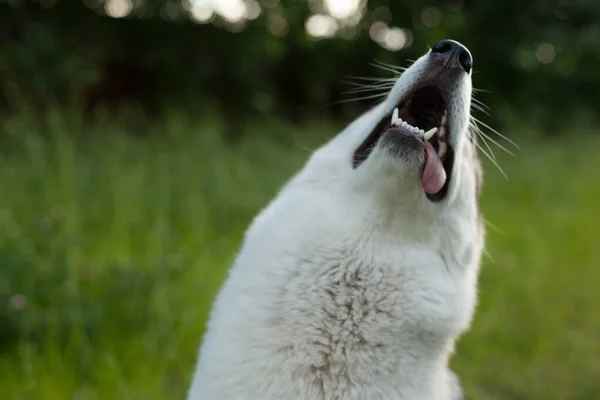 Retrato Husky Cão Husky Novo Para Passeio Parque Outono Raça — Fotografia de Stock