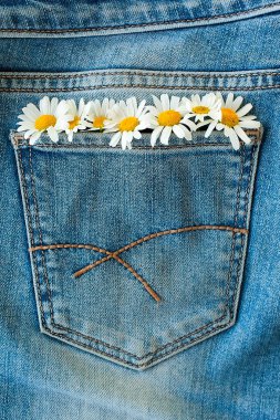 Kotun arka planında papatya çiçekleri kusursuz desen