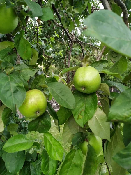 Grüne Äpfel Baum Auf Der Obstwiese Drei Klare Früchte Ast — Stockfoto