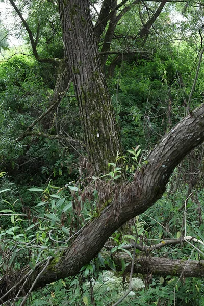 Daerah Tver Latar Belakang Hutan Lanskap Alam Rekaman Hijau Musim — Stok Foto