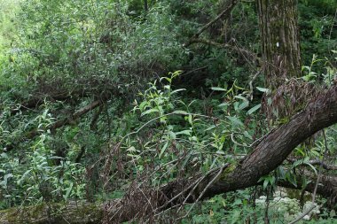 Yosun kaplı yaşlı ağaçlar. Ağaç çalıları. Rüzgâr. Bataklıktaki ağaçlar