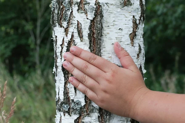 Vzor Březové Kůry Černými Břízovými Pruhy Bílé Březové Kůře Dřevěnou — Stock fotografie