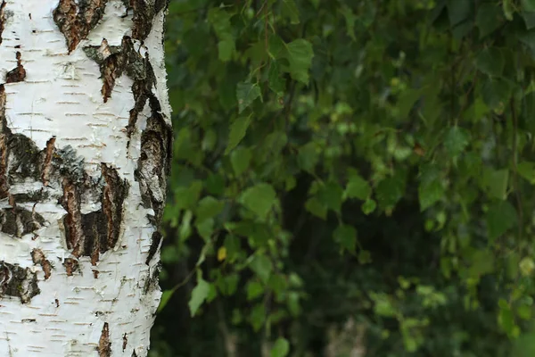 Pattern Birch Bark Black Birch Stripes White Birch Bark Wooden — Stock Photo, Image