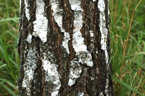 여름에 자작나무 자작나무의 자작나무 껍질이 아름다운 자작나무 — 스톡 사진