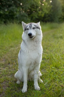 İki Sibirya Husky köpeği etrafa bakıyor. Husky köpekleri siyah ve beyaz ceket rengine sahiptir. Karlı beyaz arka plan. Kapatın. Gün batımı.