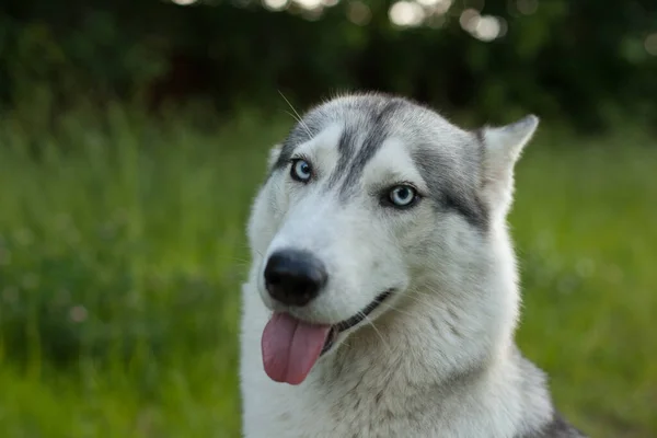 Δύο Σιβηριανά Χάσκι Σκυλιά Κοιτάνε Γύρω Husky Σκυλιά Έχει Μαύρο — Φωτογραφία Αρχείου