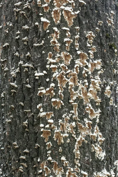 Fungo Ostrica Nel Tronco Albero Texture Naturale Motivo Fungino Fungo — Foto Stock