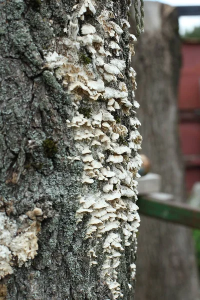 木の幹のカキキノコ 木の幹に天然の質感 真菌パターン 野生のカキキノコ — ストック写真