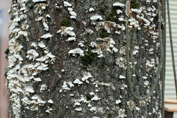 Fungo Sull Albero Vista Dall Alto — Foto Stock