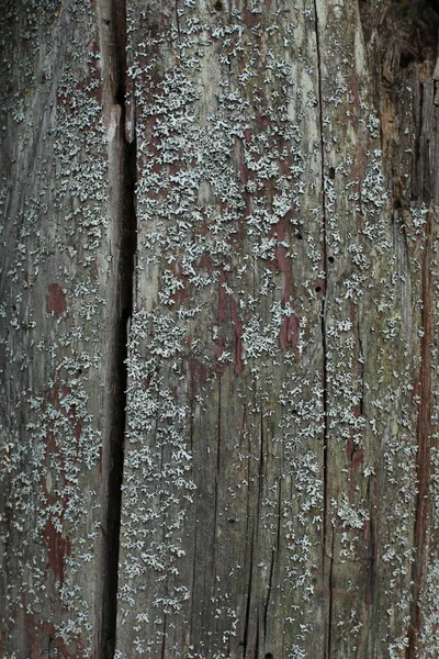 Vecchia Tavola Legno Con Una Crepa Fungo Sfondo — Foto Stock