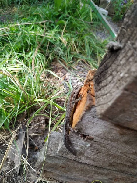 Lézard Sur Vieil Arbre Jour Été — Photo