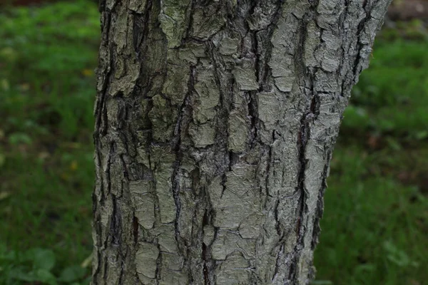 公园里的树干 树皮厚 — 图库照片